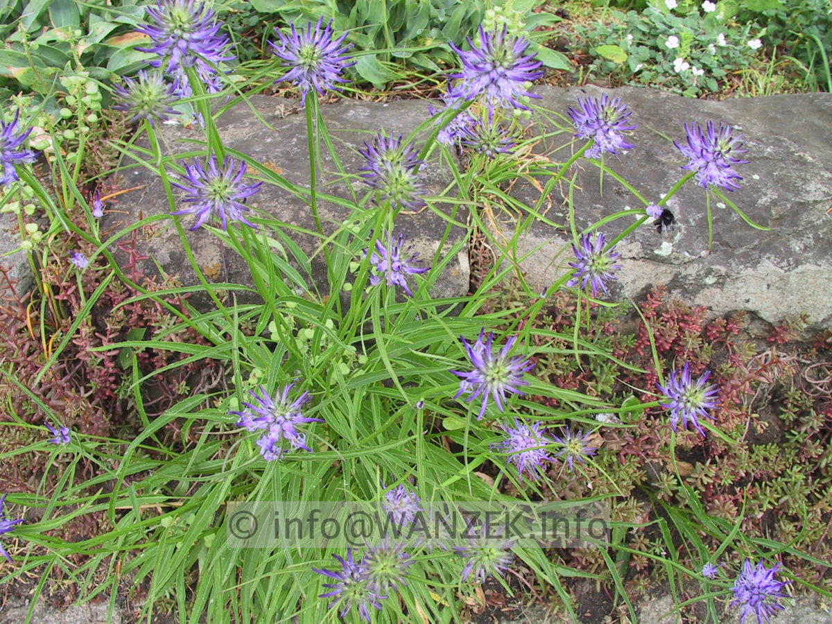 Phyteuma scheuchzeri1.JPG